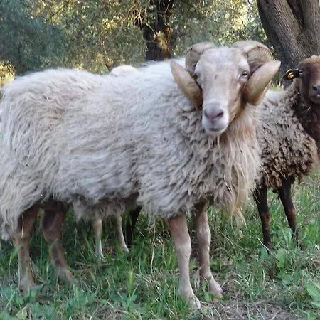بيت ضيافة D'ambra