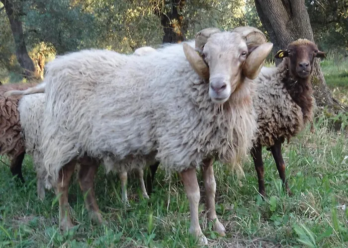 Penzion D'ambra